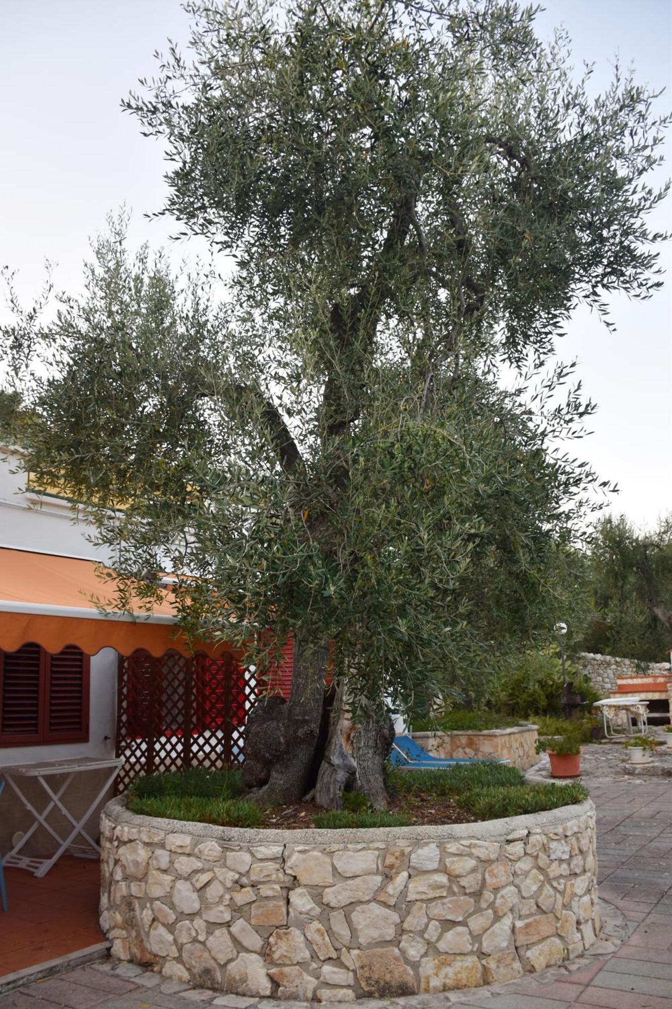 Villa Terra Di Ulivo Vieste Exterior foto